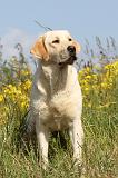 LABRADOR 391